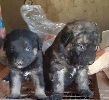 İtlər: Alman çoban iti, 1 ay — 1