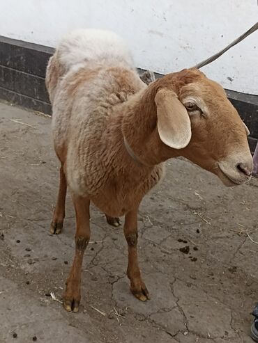 Бараны, овцы: Все Ассалам алейкум!! продаётся вот такая шикарная матка 3 года шесть