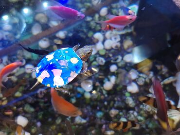 Digər heyvanlar: Qırmızı yanaq su tısbağalar. Şəkillərdə müxtəlif naxışlı, dekorativ — 7