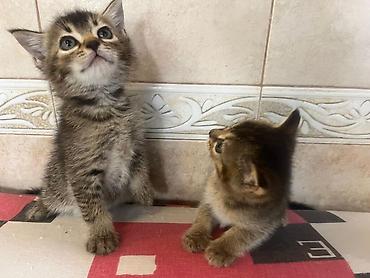 Tabbi, Yaxşı əllərə