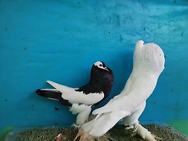 Göyərçinlər: Satilir pomeran Dutular 2 Cut Var cutu 120 Manatdi Bir cut Ag Qara Var — 18