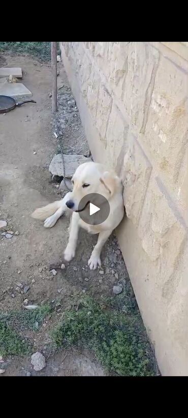 ingilis setter it cinsinin digər adı: Golden iti, dişidi 8 aylıqdı. baxmaq olmur deyə satılır ciddi