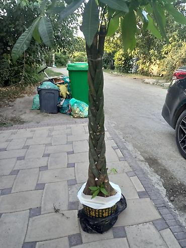 пахира цветок: Платная доставка — 1