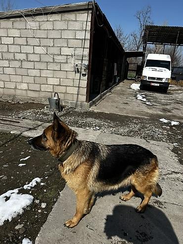 Продажа собак: Немецкая овчарка, классический черно‑рыжий окрас. Плотный подшерсток — 2