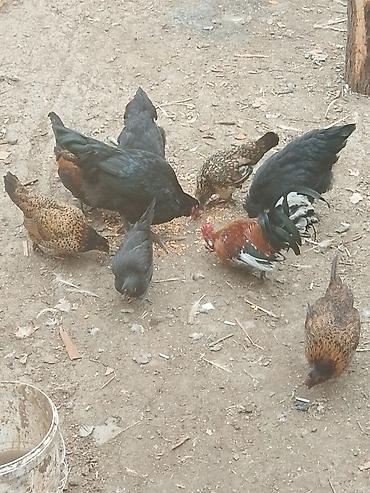 qaz linda: Toyuq, Damazlıq — 4