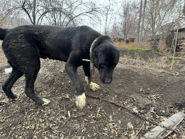 Продажа собак: Продаю собаку алабай 1.5 года. Кобель Цена договорная — 9