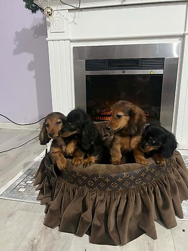 Psi: Dugodlaki patuljasti jazavičari štenci Dugodlaki patuljasti — 8