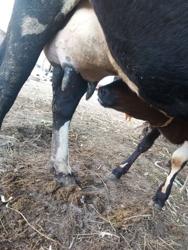 Inəklər, öküzlər: Dişi, il: 5, 5 kq, Damazlıq, Ünvandan götürmə
