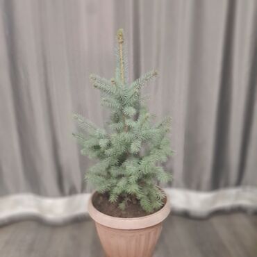 Декоративные деревья: Саженцы деревьев: Ели, Самовывоз, Платная доставка — 4