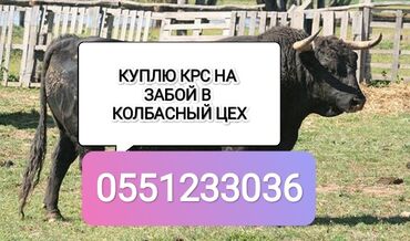 продаю или меняю на скот: Куплю | Коровы, быки, Лошади, кони | Любое состояние, Забитый, Круглосуточно