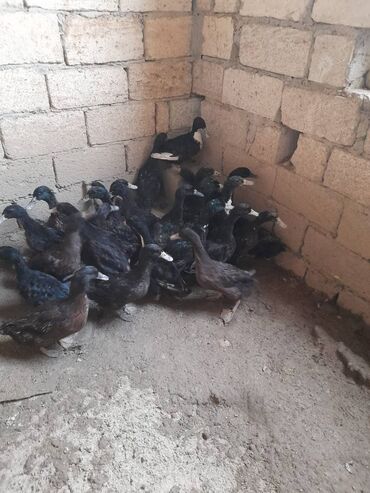 lal ördək sumqayıt: Tatuqa sortu 30 dənə başqa növ də ördəklər var qiyməti 15 azn Bakı