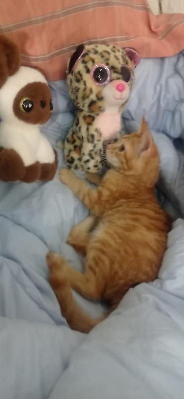 кошку: Отдаю котенка в добрые руки. Мальчик, ему три месяца. привит — 3