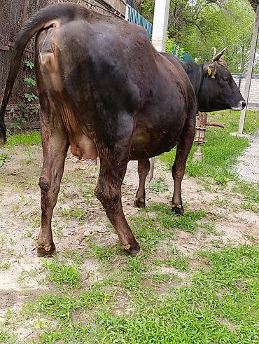 Коровы, быки: Продаю | Корова (самка) — 3