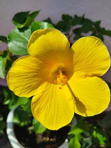 ev gülleri ve adlari: Sarı hibiskus (Çin qızılgülü) – dekorativ otaq/balkon bitkisi - Növdə — 1