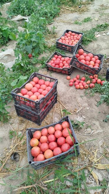 цена банана в бишкеке: Принимаем заказ ( помидор).Оптом и в розницу