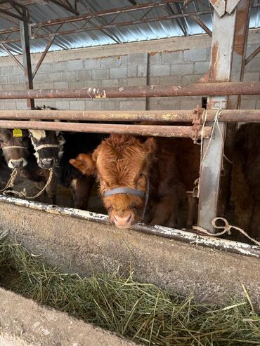 Коровы, быки: Продаю | Музоо, торпок | На откорм | Привязанные — 12