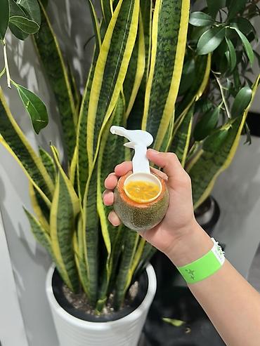 Драцены и Сансевиерии: Доставка по городу бесплатно . Адаптированные пересаженные Комнатные — 45