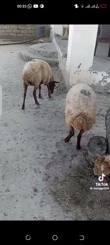 Gəmiricilər: Dişi, Qala, il: 10, 60 kq, Damazlıq, Ünvandan götürmə
