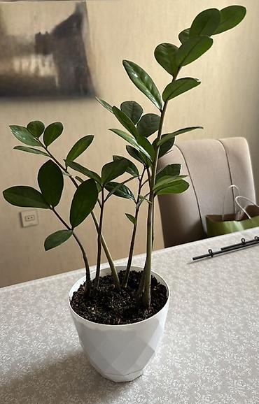 ev bitkisi: Zamioculcas zamiifolia (ZZ bitkisi) – dekorativ otaq bitkisi - Parlaq — 3