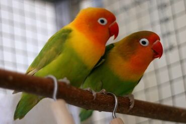 Птицы: Неразлучники – красивые, яркие, миниатюрные попугаи, длина тела