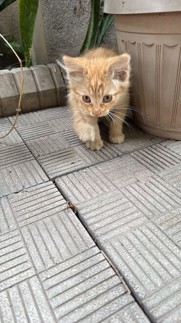 отдам кошку в добрые руки: Кошка даром: Беспородная, 2 месяца, Мальчик, Приучена к лотку