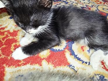 коты бишкек: Отдам даром 4х котят, к лотку приучены, 2 месяца — 3