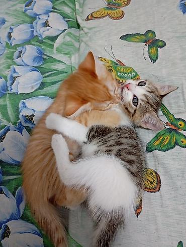 собачки в добрые руки: Котята 2 месяца есть девочка и мальчики — 4