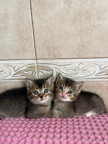 pişik cüt: Yaxşı əllərə — 1