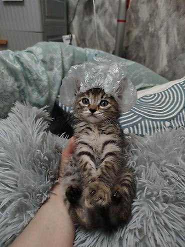 Отдам даром кошку: Кошка даром: Беспородная, Мальчик — 4