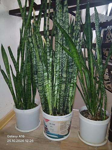 tuya ağacı: 50-dən çox şitildən ibarət Sansevieria (Qaynanadil,peyğəmbır — 1