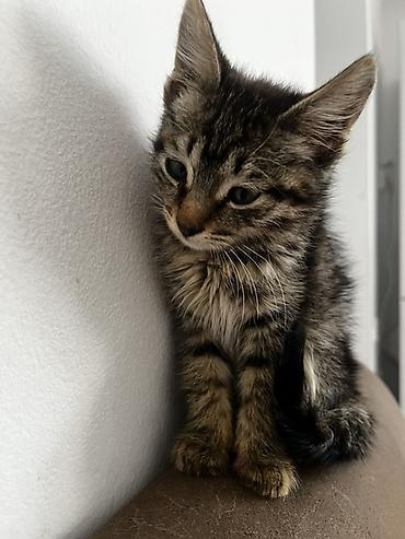 scotish fold: Кошка даром: Беспородная, 1 месяц, Девочка, Приучена к лотку — 3