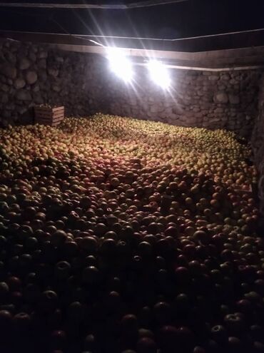 сушёные яблоки in Кыргызстан | СУХОФРУКТЫ, ОРЕХИ, СНЕКИ: Продам яблоки
