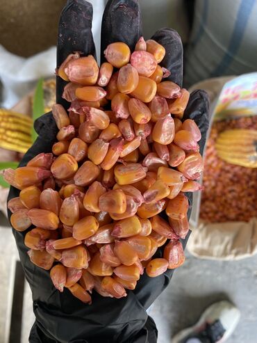 Зерновые культуры: Семена и саженцы Кукурузы, Бесплатная доставка