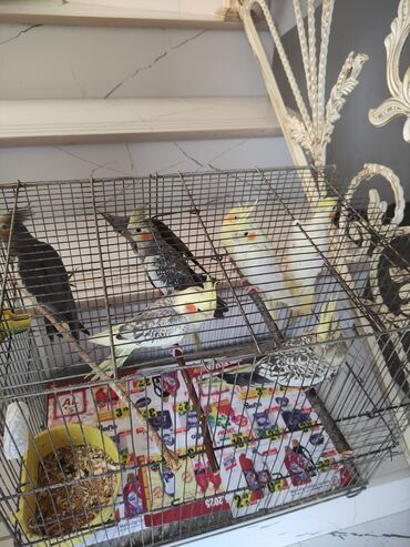 Tutuquşları: Qəfəs quslar — 20