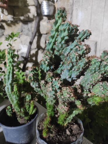 Otaq bitkiləri: Kaktuslar.artırmalarının qiymət 3manatdan başlayır.şəkildə olan güllər — 8