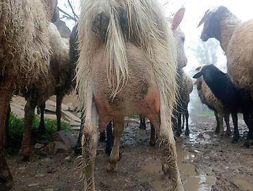 ördək balası və cücə: Super 1ci qarına super sanen keçi damazlıqa yararlı — 2