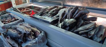 Торговые контейнеры: Дордой Фуд даяр бизнес точка сатылат! Продаётся готовый бизнес, точка at lalafo.kg — 7 Торговые контейнеры: Дордой Фуд даяр бизнес точка сатылат! Продаётся готовый бизнес, точка — 7