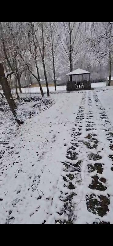 Bağ evlərinin satışı: Qəbələ, 16000 kv. m, 3 otaqlı, Hovuzsuz, İnternet — 9