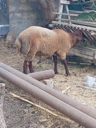 qurban qoyun sekilleri: Erkək, Qala, il: 1, Damazlıq