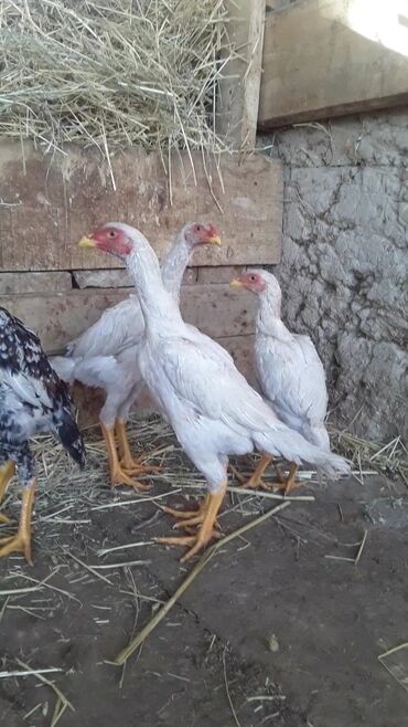 динамики яйцо: Продаю цыплят бойцовые О Шамо ( дакан ) Привезенные яйцом из Украины