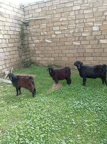 camış: Qara camış-keçi növündən 3 baş keçi - Növ: yerli qara/tüylü keçi — 2