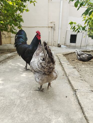 kend toyugu: Toyuq, Australorp, Damazlıq, Ünvandan götürmə