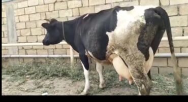 simmental inək satılır: Самка, лет: 3, 500 кг, Для разведения, Платная доставка