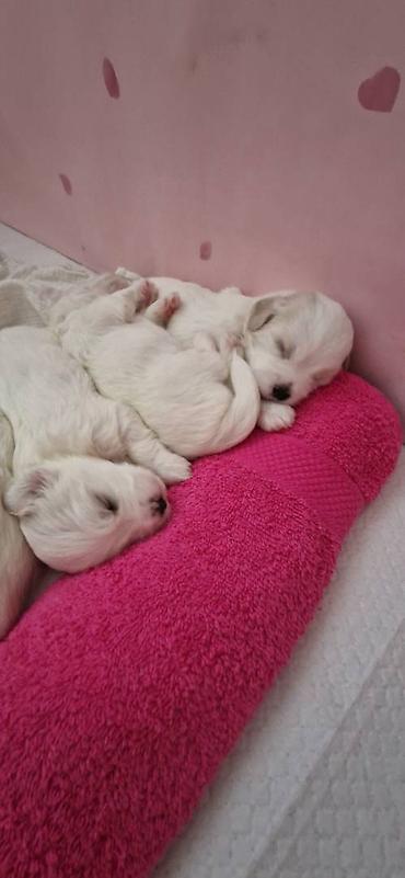 Psi: Tulearski pas (Koton)-štenci Na prodaju su 3 preslatka šteneta rase — 10