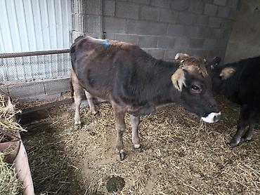 Продаю | Бык (самец), Тёлка, Музоо, торпок | На откорм, Для разведения at lalafo.kg Продаю | Бык (самец), Тёлка, Музоо, торпок | На откорм, Для разведения