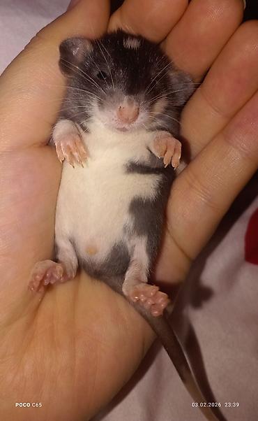 Крысы: КРЫСЯТА "ДАМБО" 3 малыша, мальчики месяц ручные активные готовы к — 3