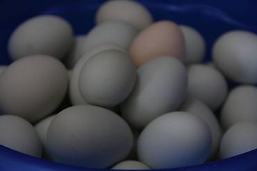 kok: Mavi və yaşımtıl yumurta günümüzdə digər yumurtalardan daha çox maraq — 2