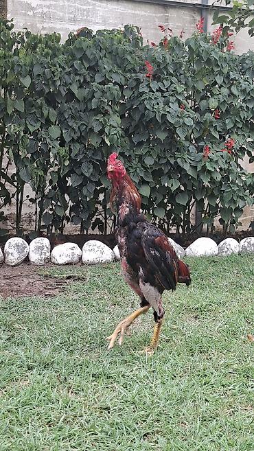 barter xoruz: Xoruz, il: 1, Ödənişli çatdırılma — 4