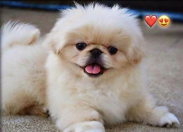 Pekines, 2 ay, Peyvəndli