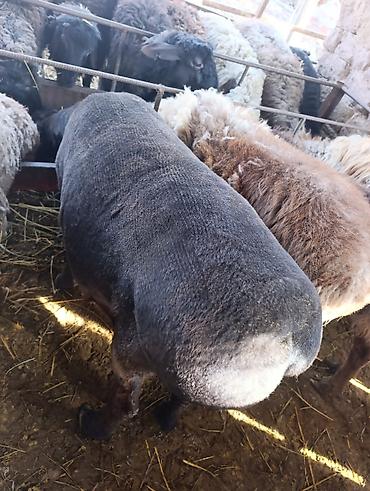 Баран, овца: Продаю | Овца (самка) | Для разведения | Матка at lalafo.kg — 2 Баран, овца: Продаю | Овца (самка) | Для разведения | Матка — 2